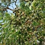 Corymbia calophylla