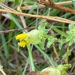 Rhinanthus minor Leaf