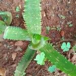 Aloe lateritia Yaprak