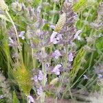 Salvia verbenaca Cvet