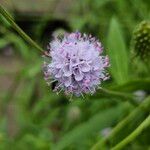 Succisella inflexa 花