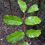 Trichilia emetica Leaf