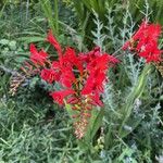 Crocosmia paniculata 葉