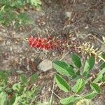 Indigofera hirsuta Kwiat