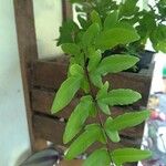 Cheilanthes viridis Leaf
