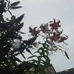 Lilium speciosum ফুল