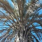Butia yatay Hoja