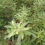 Phyllanthus niruri 葉