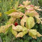 Podophyllum hexandrum Leht