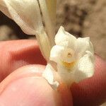 Cephalanthera austiniae Flower