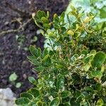 Buxus sempervirensBlatt