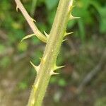 Rubus andegavensis Bark