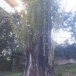 Populus nigra Folha