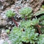 Sedum hirsutum Листок