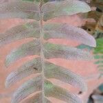 Blechnum occidentale 葉