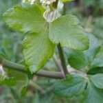 Smyrnium olusatrum Blad