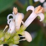 Ligustrum ovalifolium Blüte