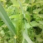 Triticum turgidum Fruto