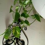 Epipremnum aureum Hoja