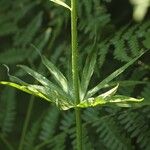 Lilium parryi Leaf
