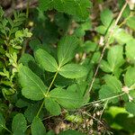 Thapsia nestleri Blüte