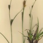 Carex distans Habitus