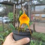 Masdevallia veitchiana Blüte
