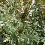 Cynara algarbiensis Habit