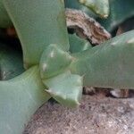 Carruanthus ringens Leaf