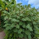 Dombeya burgessiae Хабит