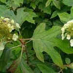 Hydrangea quercifoliaBlodyn