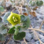 Physalis crassifolia Habitatea