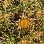 Carlina graeca