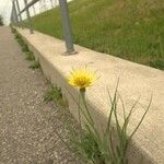 Tragopogon dubiusFlower