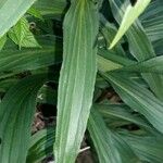 Digitalis ferruginea Leaf