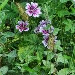 Malva parviflora Blüte