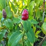 Costus spicatus Flor