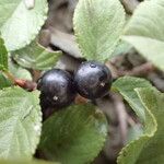 Rhamnus pumila Fruit