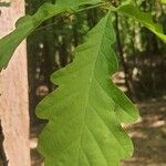 Quercus petraea Leaf