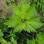 Ranunculus repens Blad