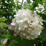 Viburnum opulusപുഷ്പം