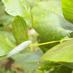 Erythrina globocalyx Lapas