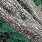 Cytisus multiflorus Bark