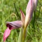 Serapias lingua Flower