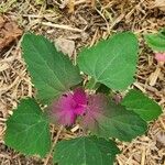 Chenopodium giganteum ᱥᱟᱠᱟᱢ