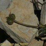 Ranunculus seguieri Fruit