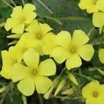 Oxalis pes-capraeᱵᱟᱦᱟ