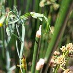 Lathyrus clymenum ഇല