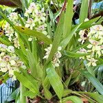 Prosthechea fragrans 形態