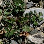 Ptychotis saxifraga Habit